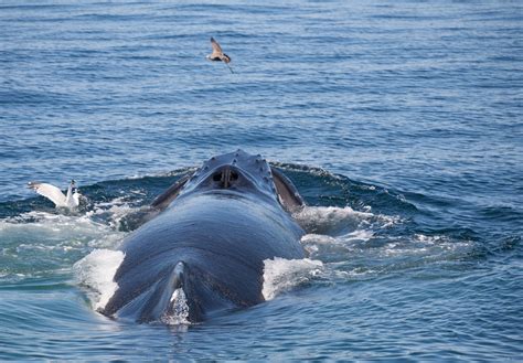 Get ready for a whale of a season off the Massachusetts coast